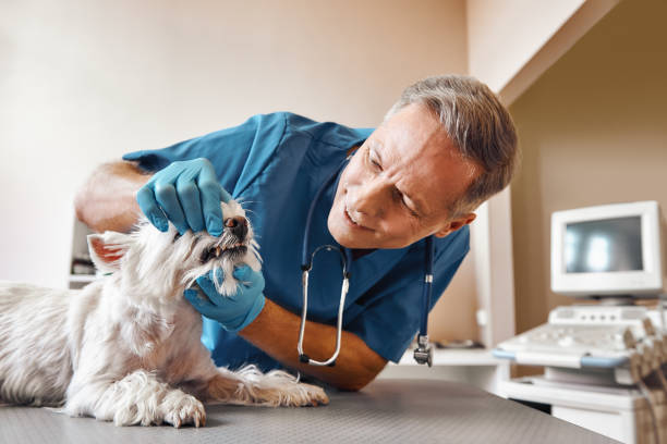  Kingsland, TX Emergency Dentist Pros